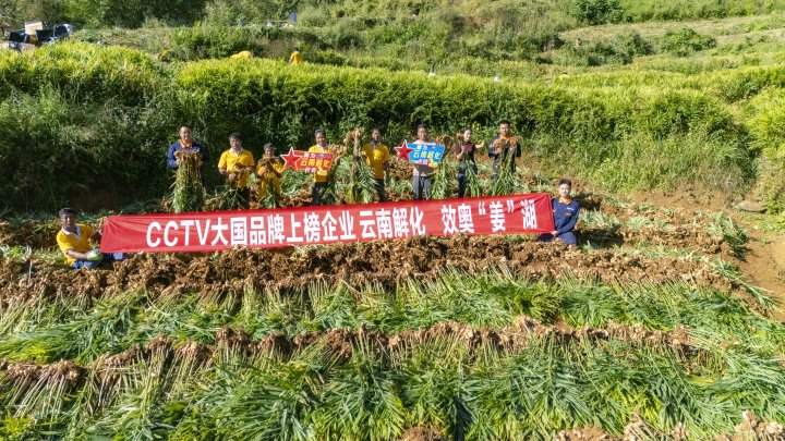 墨江象鼻村生姜大丰登！从种植、施肥到采摘，云南解化全程“呵护”